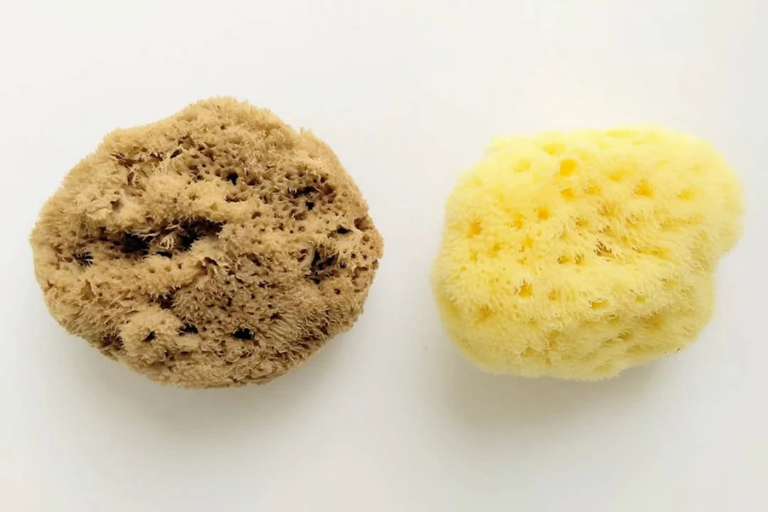 Silk Sea Sponge 4 Pack - 6mth Tampon box